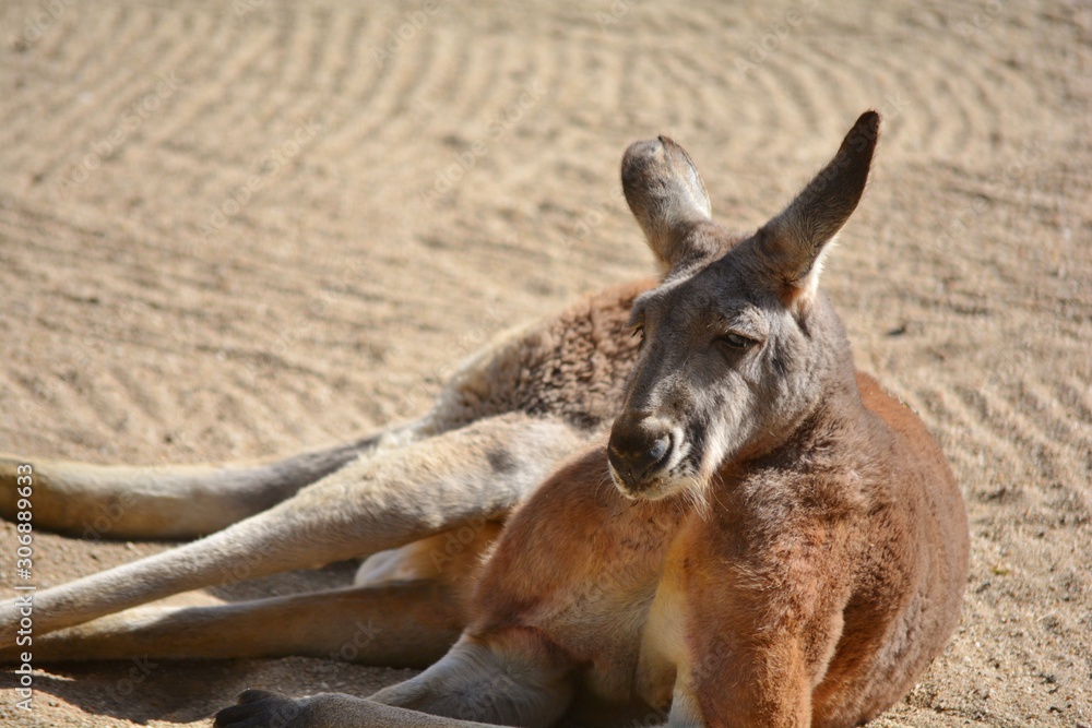 a kangaroo resting on the sand