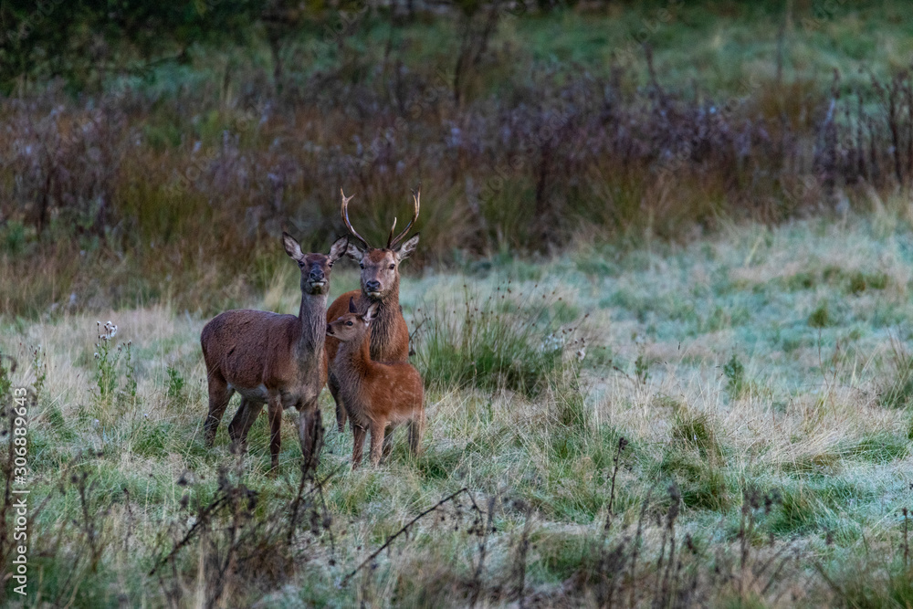 Fototapeta premium Wildlife of England