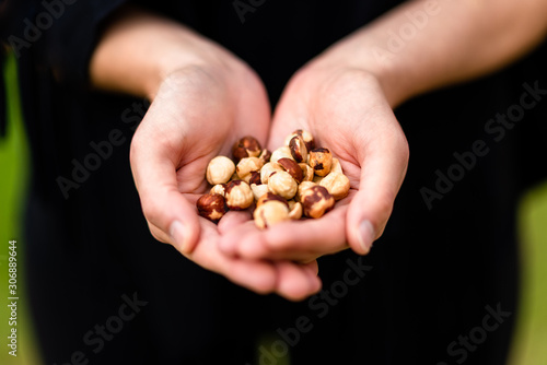 Handful of organic hazelnuts freshly picked