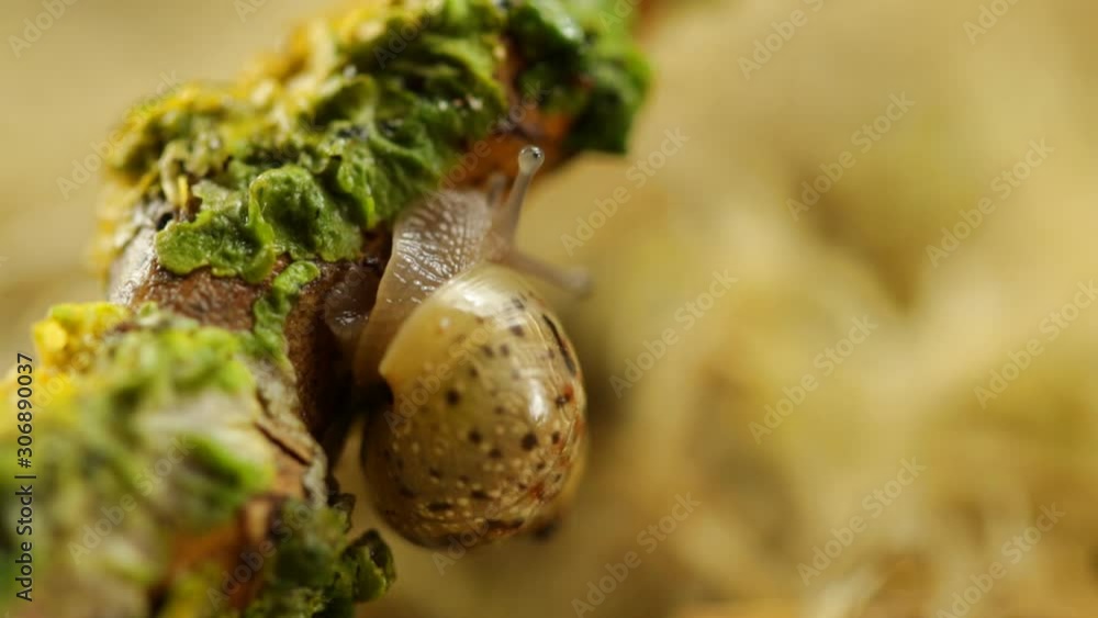 Snail creeping into a tree in the forest, macro Snail creeping into a tree in the forest, macro