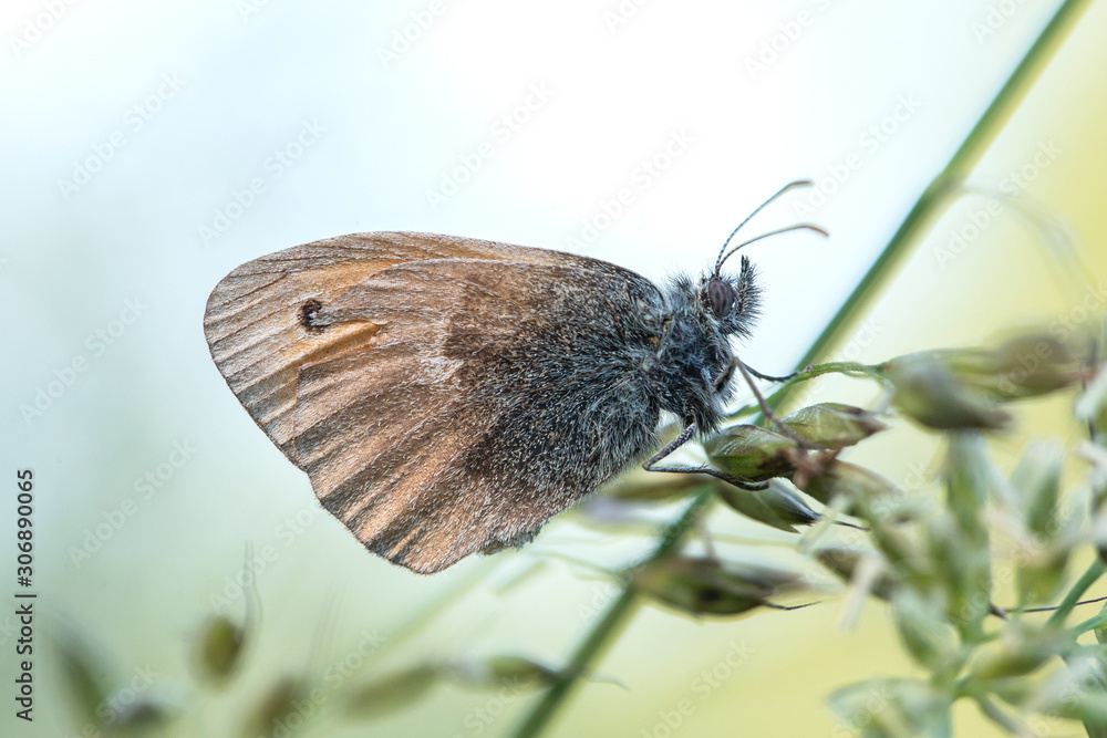 Obraz premium Small heath (Coenonympha pamphilus) is a butterfly species belonging to the family Nymphalidae. Closeup of small heath butterfly (Coenonympha pamphilus) sitting on plant.