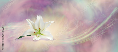 Beautiful White Lily Flowing Background - the white lily symbolizes virginity, chastity and virtue, here is a lone head isolated on a muted peach purple grey energy whoosh background
