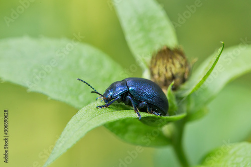 Dead-Nettle Leaf Beetle (Chrysolina fastuosa), in the natural environment, close up. © ihorhvozdetskiy