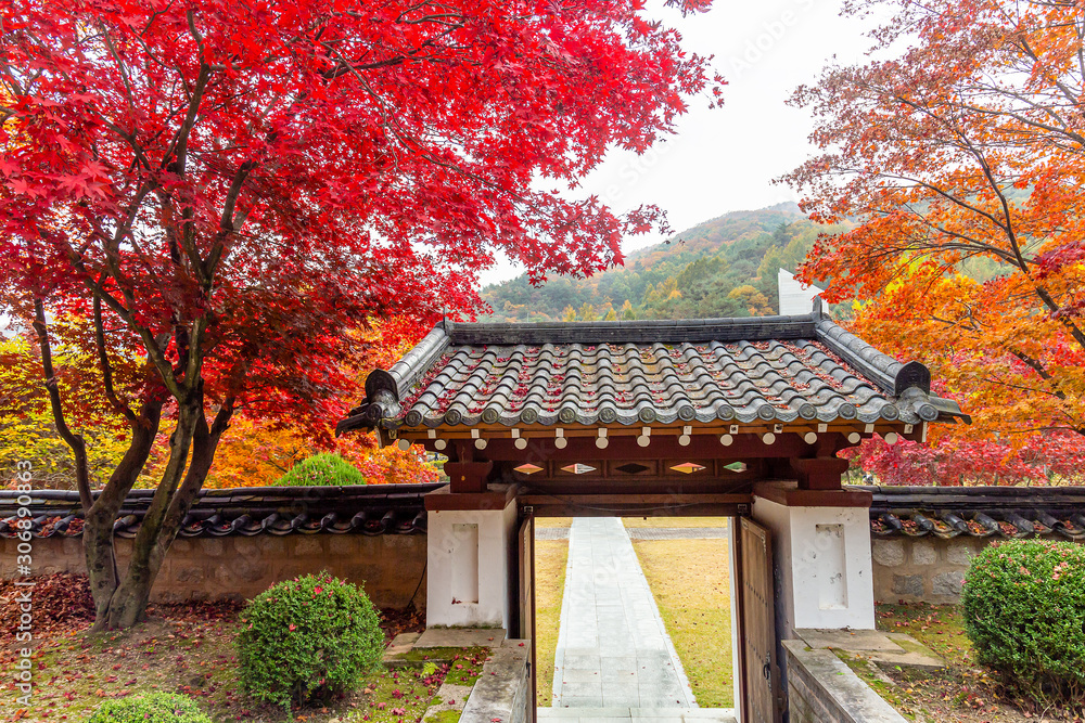A beautiful maple scenery in south korea. A beautiful maple scenery in south korea.