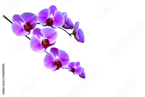 beautiful purple violet pink  Phalaenopsis orchid flowers  isolated on white background.