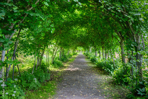 Beautiful walking path through a tunnel of vaulted trees