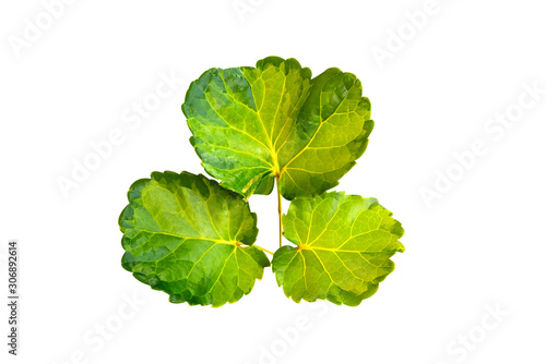 Green Croton leaves isolated on white background.Fresh Croton leaves