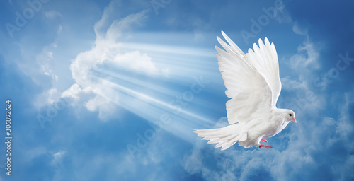 Dove in the air with wings wide open