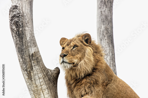 Fototapeta Naklejka Na Ścianę i Meble -  An adult lion looking out from its perched position among trees.