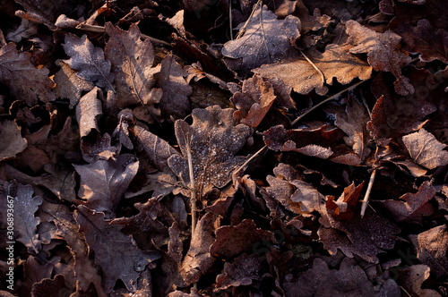 autumn leaves with frost on it on the ground