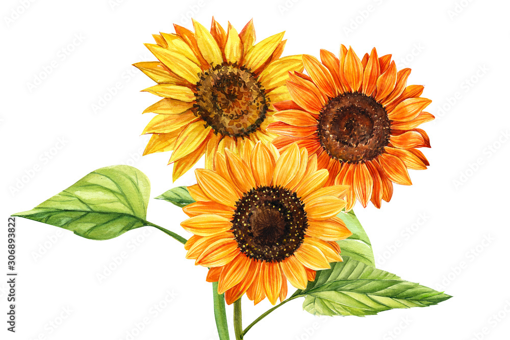 Obraz premium Watercolor bouquet of sunflowers and butterfly, hand drawn floral illustration isolated on white background. Perfect for wedding,invitation,template card.