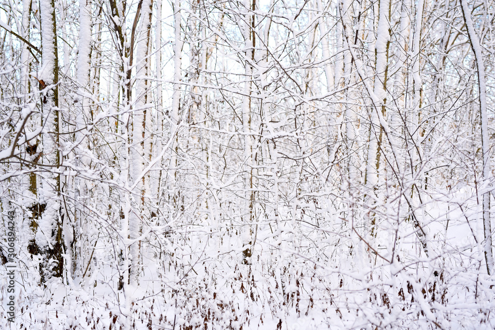 Obraz premium white snow lying on tree branches in winter