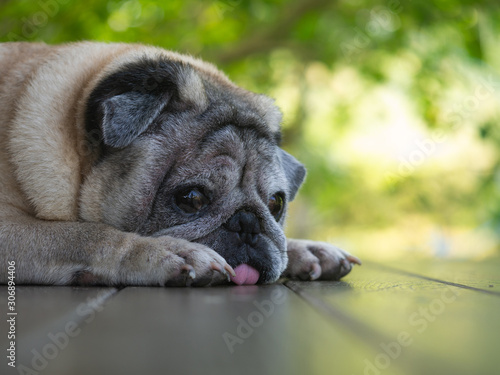 An old pug dog Lying on the balcony of the house, Sad face dog