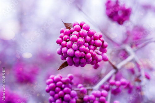 Callicarpa bodinieri ( beautyberry Lamiaceae or Bodinier's beauty berry, American beautyberry, Callicarpa americana)  ) purple berries  in winter photo