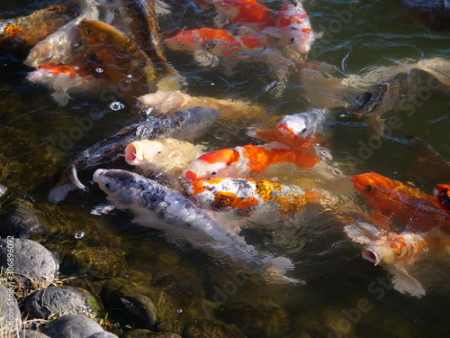 鯉, ニシキゴイ, 魚, 水, 自然, いけ, オレンジ, 日本人, 動物, 湖, カラフル, 日本