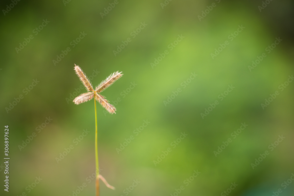 grass flower/grass/grass flower background in nature.golden of grass flower on sunrise in countryside.soft and blur style for background grass flower/grass/grass flower background in nature.golden of grass flower on sunrise in countryside.soft and blur style for background