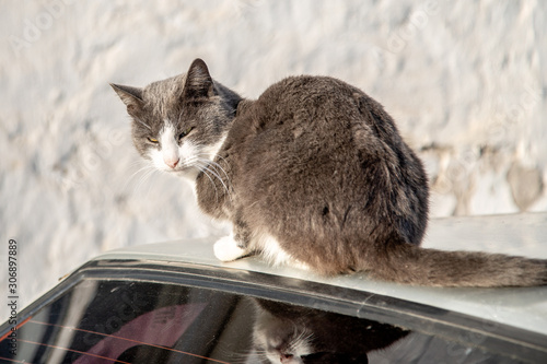 a cat sits on a car roof on a sunny day