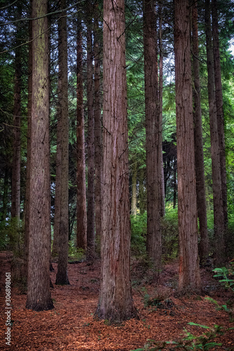 woodland scene in cornwall england uk 