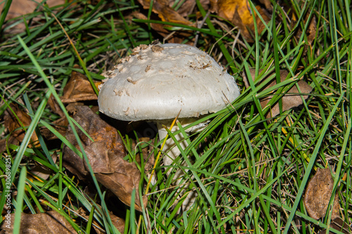 Amanita vittadinii mushroom. Mature specimen of mushroom Amanita vittadinii in grass. White mature mushroom fly agaric. photo