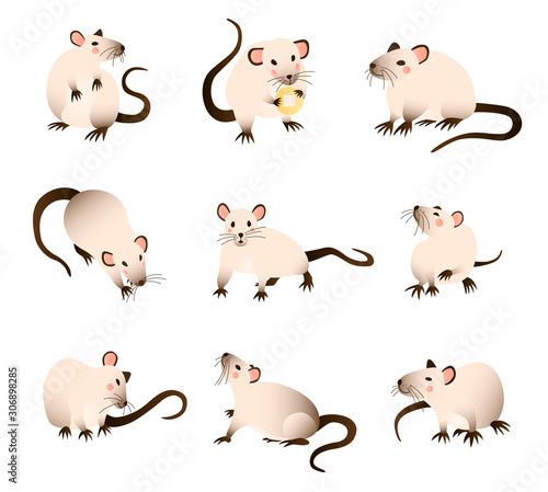 Rats collection. Vector illustration 
