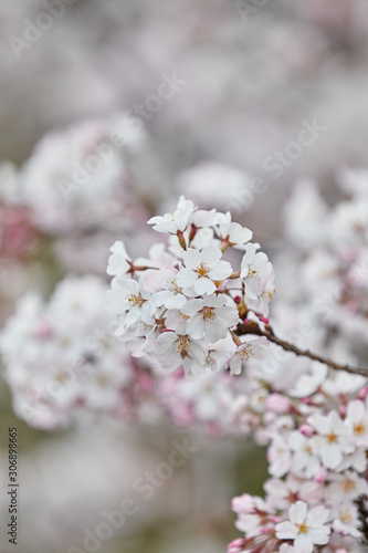 sakura