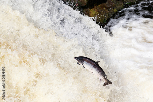 large wild atlantic salmon leaping on water