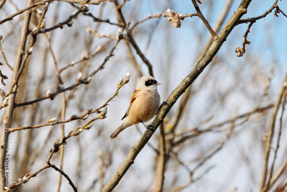 Eurasian penduline tit Remiz pendulinus sitting on branch of tree in early spring and singing. Cute litte songbird in wildlife. Eurasian penduline tit Remiz pendulinus sitting on branch of tree in early spring and singing. Cute litte songbird in wildlife.