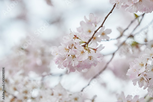 sakura