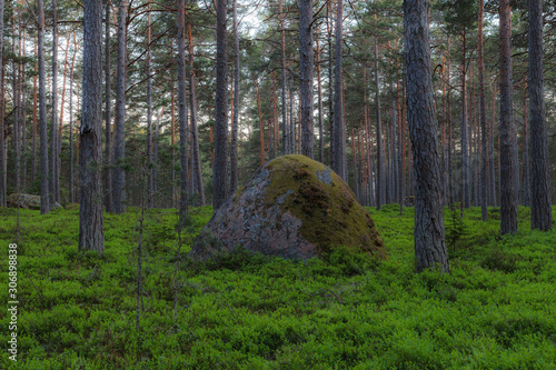 Moss covered erratic bouders in pine forest of Estonia photo