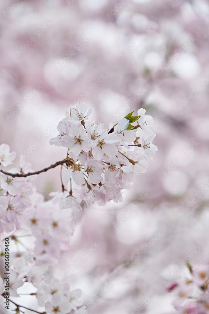 sakura