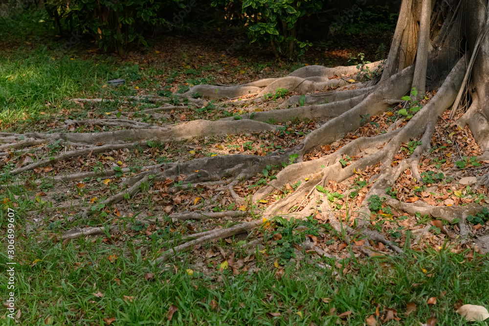 tree root with sunshine horizontal composition tree root with sunshine horizontal composition