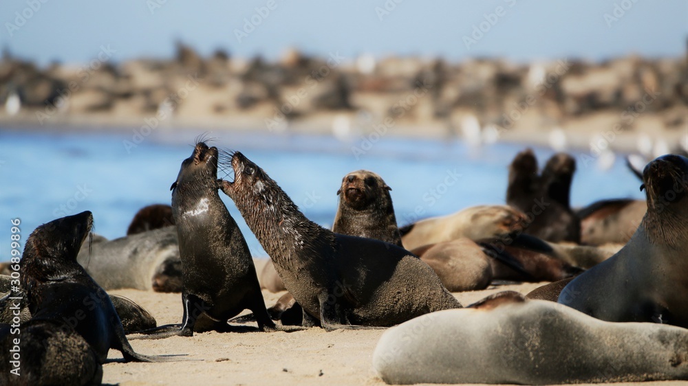 Obraz premium Walvis Bay Seal Battle