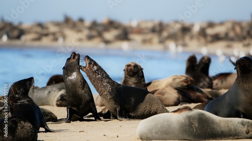 Walvis Bay Seal Battle photo