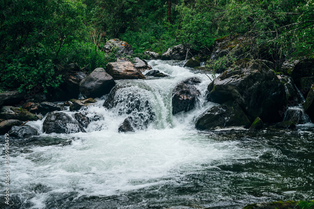 Fototapeta premium Atmospheric green forest landscape with mountain creek. Beautiful mystery taiga with wild river. Vivid scenery of forest freshness. Rich greenery along mountain river with rapids in tenebrous woodland