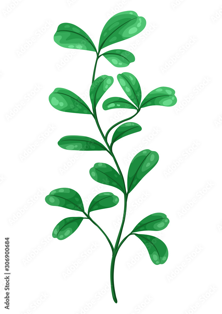 Illustration of sprig with green leaves. Illustration of sprig with green leaves.
