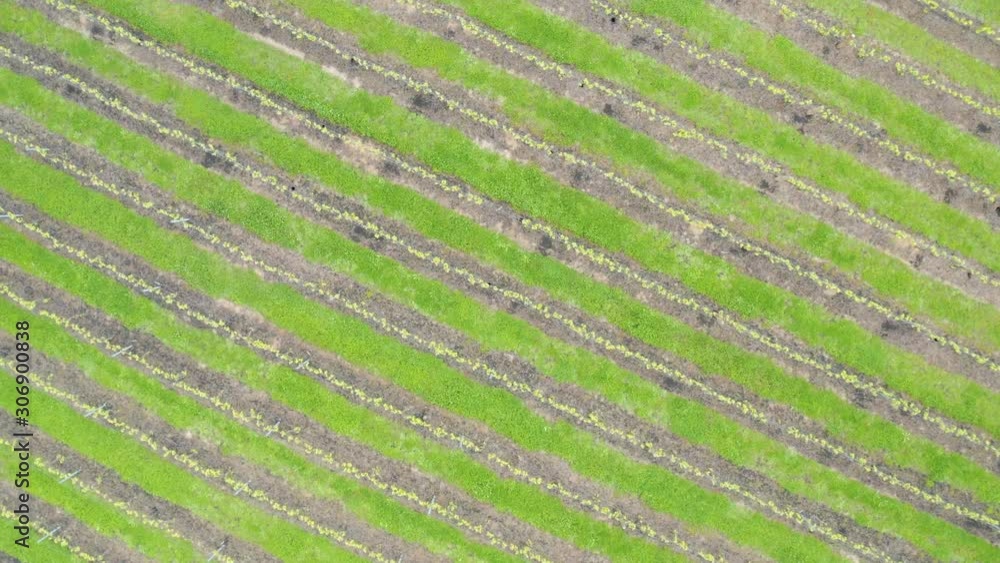 Aerial drone top down view of rows in green vineyard