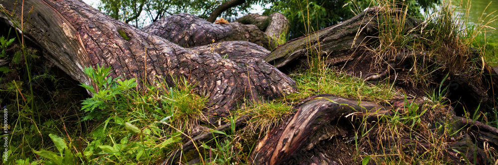 Picturesque interwoven roots of an old fallen tree with cracked overgrown trunk Picturesque interwoven roots of an old fallen tree with cracked overgrown trunk