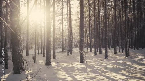The sun shines between trees in a pine forest during a snowfall in December. Latvia