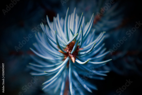 Top of fluffy growing succulent branch of a blue fir © Jazziel