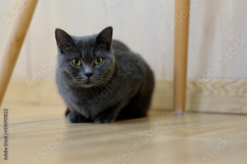 close up one British shorthair blue cat curl up under wooden chair, looking at camera. Blur background