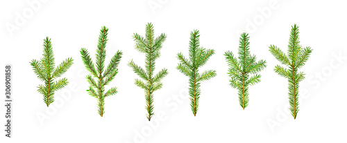 Fir branches isolated without shadow on a white background. Christmas tree branch. Set of natural elements for xmas decor and decoration