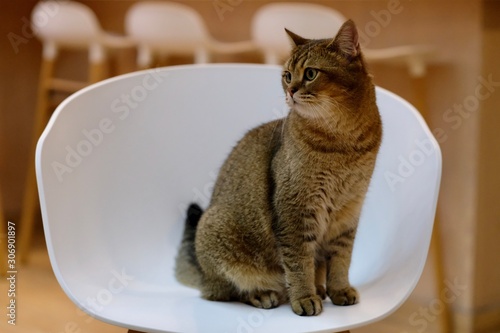 close up one cute British Shorthair Cat standing on white chair. blur chairs background 