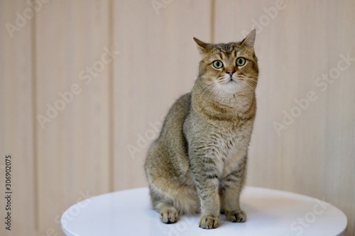 close up one cute British Shorthair Cat standing on white table, looking at camera. blur brown wall background  © Robert