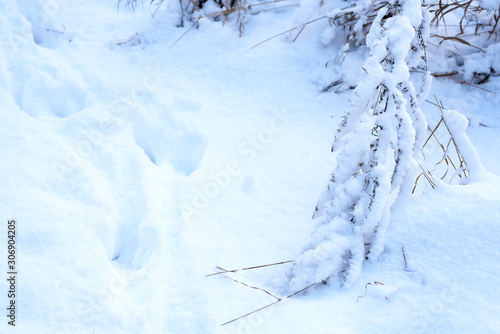 white snow lying on plants in winter