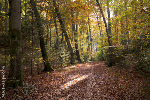 Weg im herbstlichen Laubwald mit sonnenlicht © Jürgen Nickel