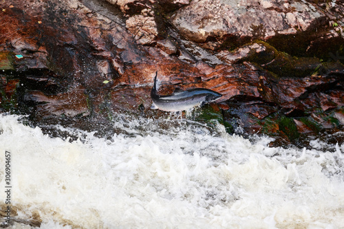 large wild atlantic salmon leaping on water photo