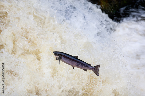 large wild atlantic salmon leaping on water photo