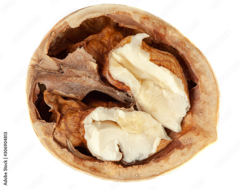 open walnut on white isolated background open walnut on white isolated background