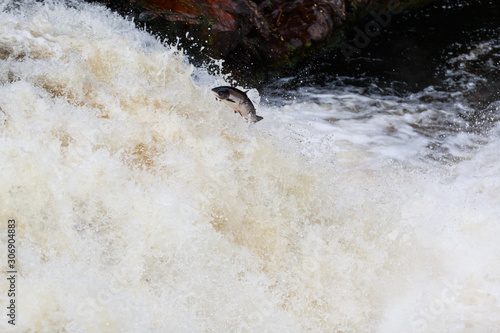 large wild atlantic salmon leaping on water photo