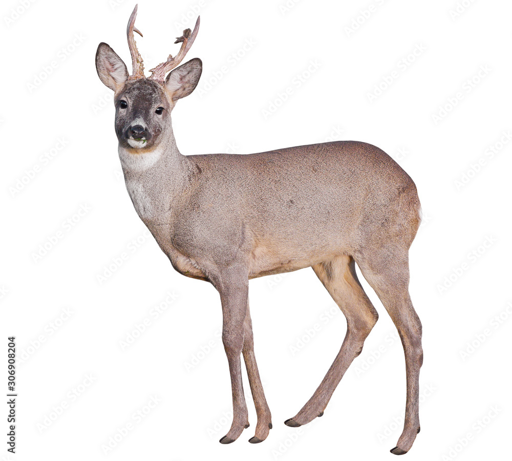 Fototapeta premium Male of Roe deer (Capreolus capreolus), isolated on white background